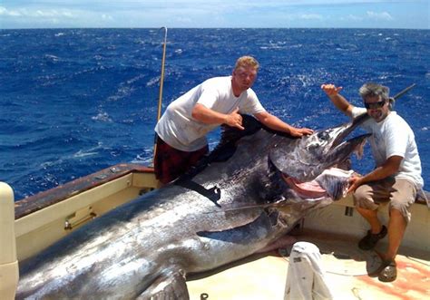 The Grander Blue Marlin: A Young Giant | NOAA Fisheries