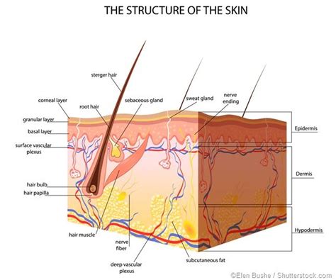 The subcutaneous tissue, also known as the hypodermis or superficial ...