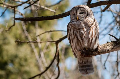 Owls In Oklahoma: 9 Species To Be On The Lookout For