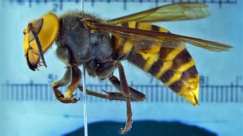 What you need to know about ‘murder hornets’