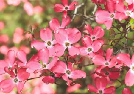 Red Flowering Dogwood Tree: Care and Planting Guide