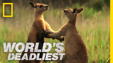 World's Deadliest - Kangaroo Kickboxing - YouTube