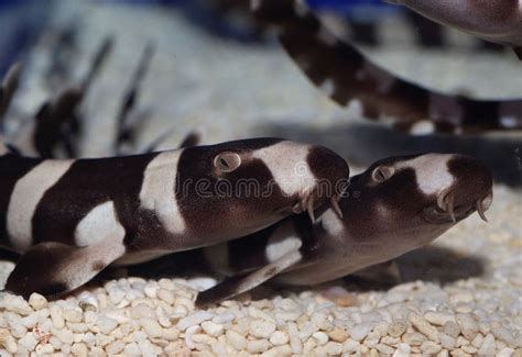 Brownbanded bamboo shark stock image. Image of okinawa - 56043721