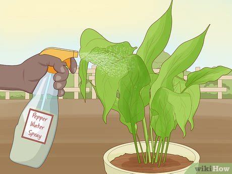 4 Simple Ways to Protect Plants - wikiHow