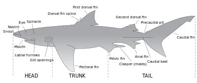鯊魚 - 維基百科，自由嘅百科全書