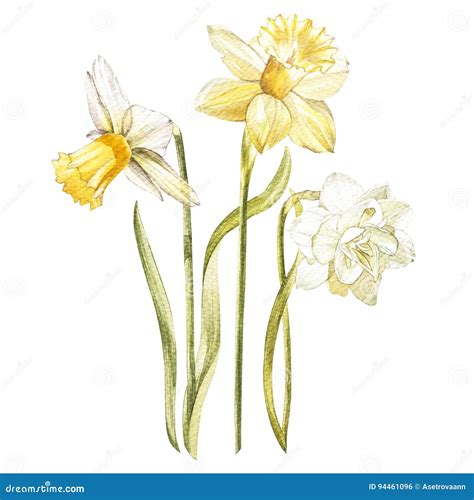 Illustration in Watercolor of a Narcissus Flower Blossom. Floral Card with Flowers. Botanical ...