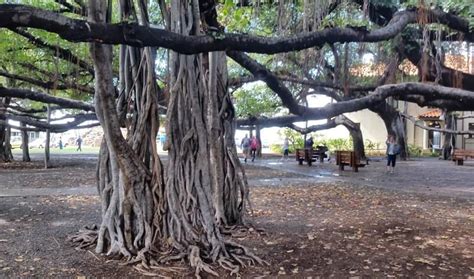 Lahaina banyan tree is THE Maui banyan tree you need to see in Hawaii! (Maui banyan tree before ...