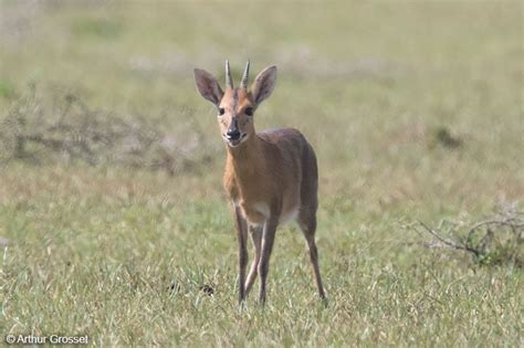 Common Duiker Sylvicapra grimmia Bush Duiker, Grey Duiker, Grimm's Duiker