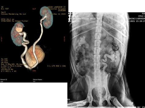 Ectopic Ureter in Dogs | CGS Hospital