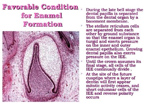 Amelogenesis - Stages of enamel formation