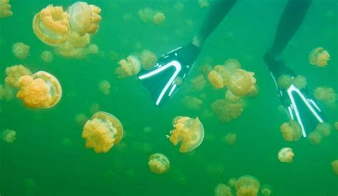 Palau's Prehistoric Jellyfish Lake is a Bucket List Adventure