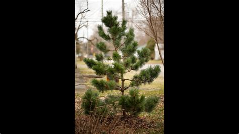 Japanese Black Pine Pruning & Shaping - YouTube