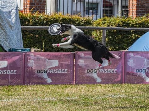 Dog Agility Competition Photos, Download The BEST Free Dog Agility Competition Stock Photos & HD ...