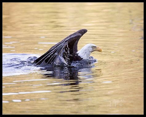 Bald Eagle swimming - FM Forums