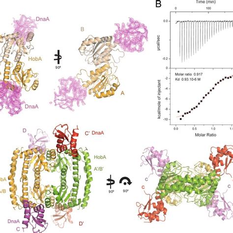 Structure of the HobA/DnaA complex. (A) Diagrams representing two... | Download Scientific Diagram