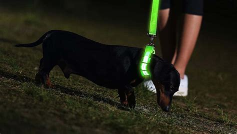 7 Best Light Up Dog Collar Brands: For Night Walks and Winter Time