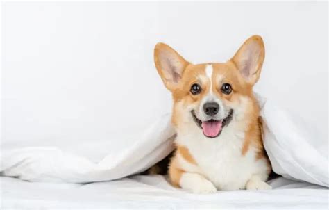 The Temperament and Personality of Corgis - Corgi Central