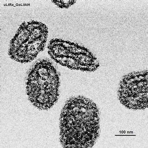 Variola virus - encyclopedia article - Citizendium