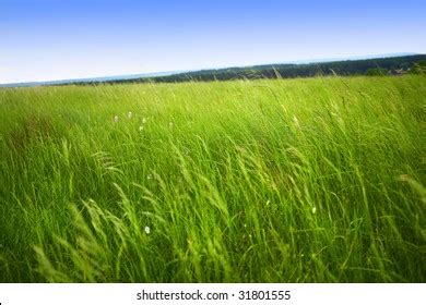 145,063 Long grass field Images, Stock Photos & Vectors | Shutterstock