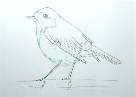 How to get started with sketching birds | Julia Bausenhardt