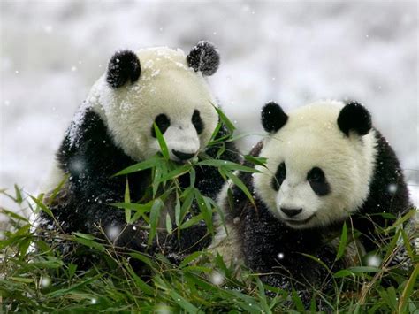 Poder da Delicadeza: Por que os ursos panda são preto e branco?