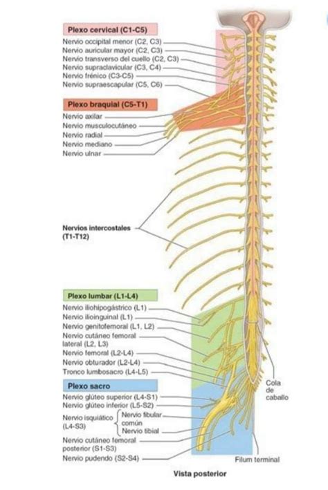 the nervous system is shown in this diagram