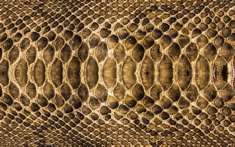 Pattern Snake . Snake , Snake skin, Animal skin HD wallpaper | Pxfuel