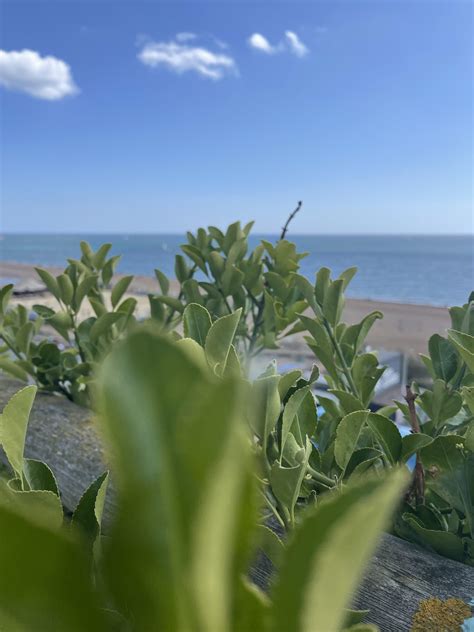 seafront : r/brighton