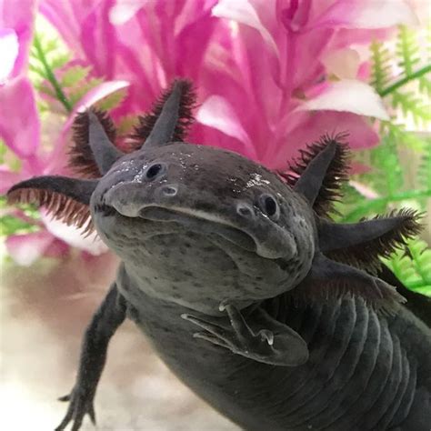 ;0 Axolotl melanoid | Сумасшедшие животные, Животные, Дикие животные