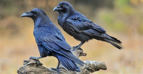 Raven vs Crow Size: How to Tell Them Apart - A-Z Animals