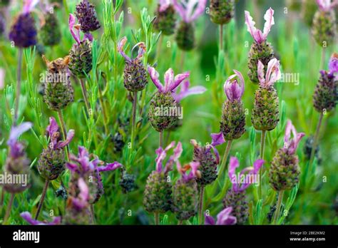 Lavender bed with many flowers Stock Photo - Alamy