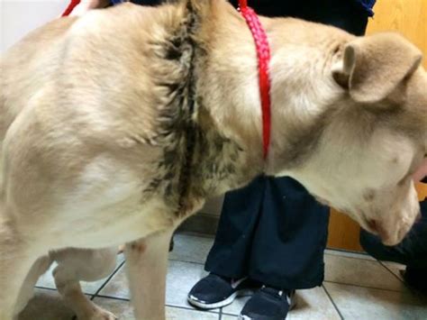 Dog With Horrific Injuries Finds a Home! | HuffPost Good News