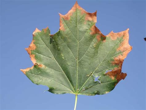 Oak Tree Leaves Turning Brown