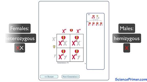 20+ Punnett Square Dihybrid Cross Calculator - HargeetBeau