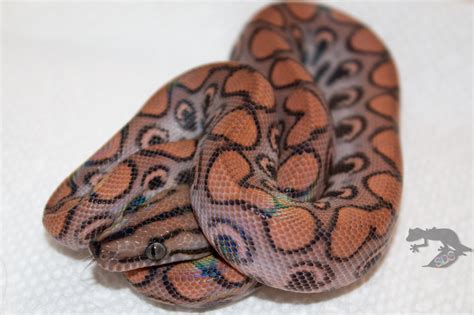 Rainbow Boa Morphs