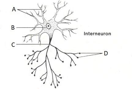 Interneuron Diagram | Quizlet