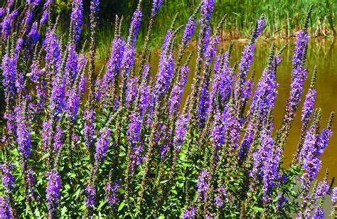 Purple Loosestrife Control | Missouri Department of Conservation