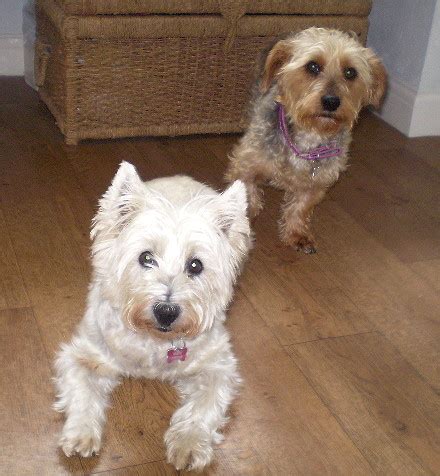 Westie cross yorkie? | Pet Forums Community