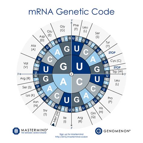 M RNA Codon Wheel and Chart - Sign up for Mastermind bit/mastermind-codon STOP STOP Tyr (Y) Ser ...