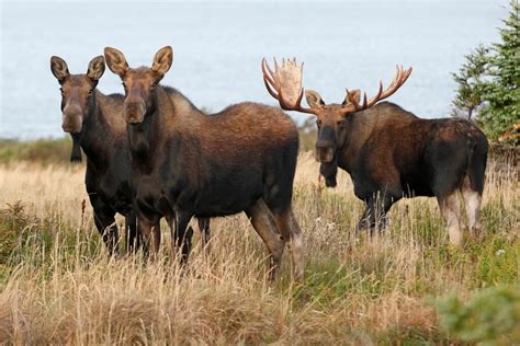 Animal Facts: Moose | Canadian Geographic