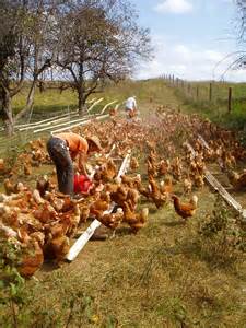 What -exactly- is “Free-Range Chicken”? – Forrest Pritchard