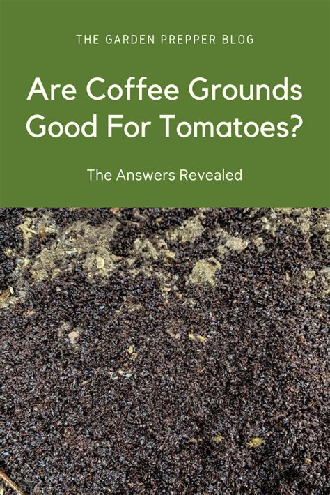 Are Coffee Grounds Good For Tomatoes? The Answers Revealed | Coffee ...