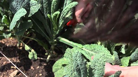 Harvesting Kale From Garden | Fasci Garden