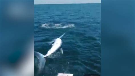 Video: Mako shark jumps onto fishing boat in Maine | Fox Weather