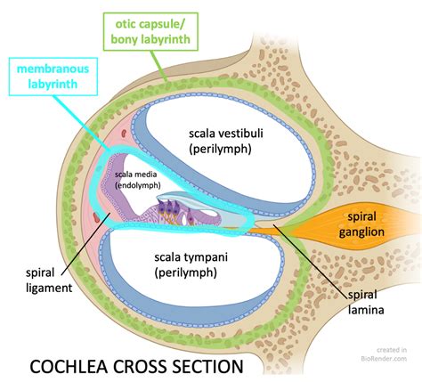 Neuroanatomy TOTD #15🧵 The inner ear #tweetorial--it packs a large functional punch for its ...