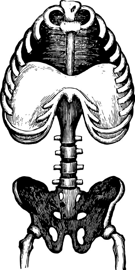 Human Anatomy Free Stock Photo - Public Domain Pictures