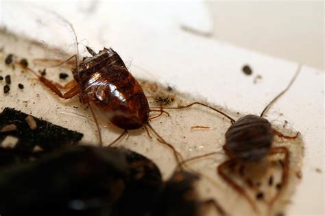 5 Fascinating Facts About Roaches