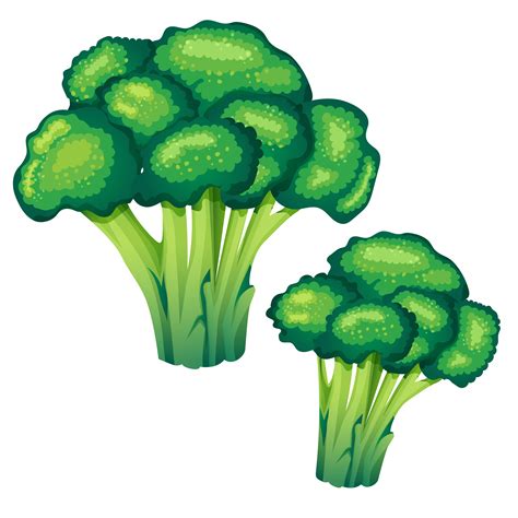 Broccoli Png Vector Png Vector Psd And Clipart With Transparent | The ...