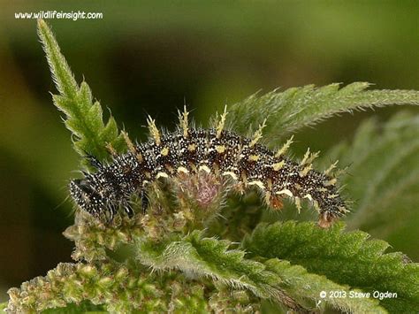 Red Admiral Butterfly and caterpillar (Vanessa atalanta) | Wildlife Insight