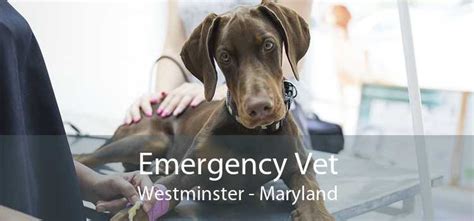 Emergency Vet Westminster - 24 Hour Emergency Vet Near Me